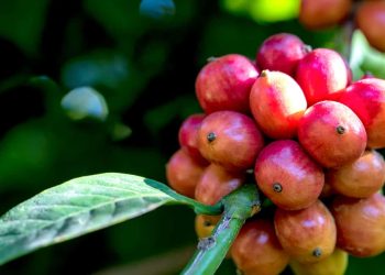 Cotações do café conilon continuam batendo recorde de preço
