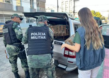 Iema apreende 24 aves silvestres durante ações de fiscalização