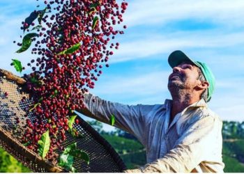 Parceria inédita promove Indicações Geográficas e valorização de produtos regionais