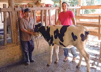 Projeto do Incaper gera bezerras leiteiras por meio de inseminação artificial