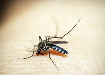 Mosquito é o animal que mais mata no mundo; veja os cuidados