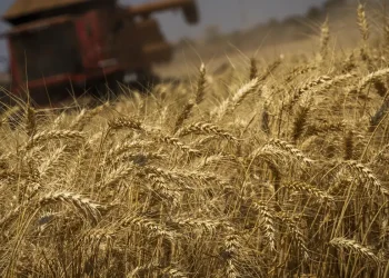 Produção de grãos terá crescimento recorde de 8,3%, prevê Conab
