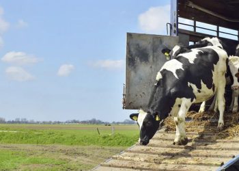 Governo do ES deve aumentar taxa da Guia de Trânsito Animal