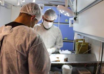 Projeto de castração atendeu 165 animais em Jaguaré
