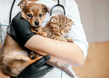 Prefeitura de Pedro Canário realiza mutirão de castração de cães e gatos