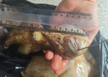 Polícia Militar flagra pesca ilegal de Polvos em praia do ES