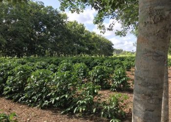Estudo revela influência do sombreamento na produtividade e qualidade do café conilon