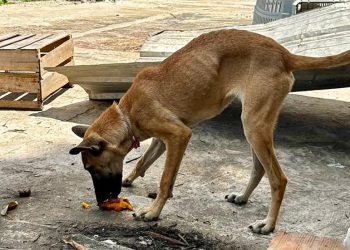 Cães em situação de maus-tratos são resgatados no ES; tutor é preso