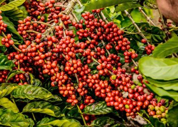 Jaguaré realiza 1º Seminário de Café Conilon em fevereiro