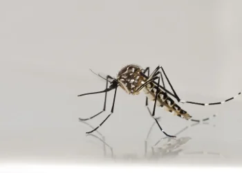 Espírito Santo registra caso de dengue tipo 3