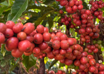 Jaguaré consegue registrar nove marcas de café conilon especiais