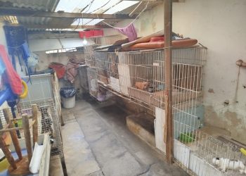80 cães em situação de maus-tratos são resgatados em ação no Espírito Santo
