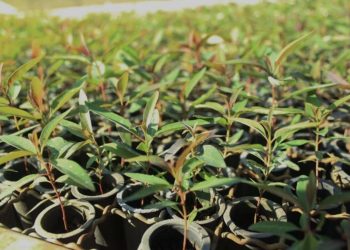 Nova Venécia distribuirá 50 mil mudas de eucalipto para agricultores locais