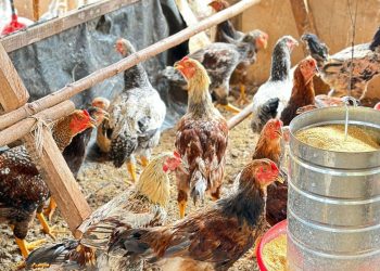 Gripe aviária é pauta da Comissão de Agricultura na terça