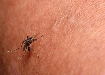 Jaguaré decreta situação de emergência para combater chikungunya