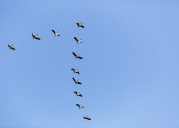 ES prorroga por mais 180 dias Estado de Emergência Zoossanitária contra Influenza Aviária