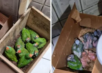 MPF denuncia sete pessoas por tráfico de animais silvestres em reserva no Espírito Santo