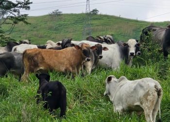 Polícia recupera 19 cabeças de gado furtadas no Sul do Espírito Santo