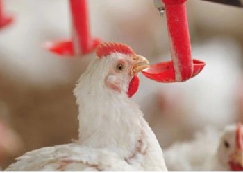 Chile reconhece o Espírito Santo como zona livre da Doença de Newcastle