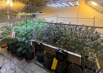 Polícia desmonta laboratório de cultivo de maconha em residência no ES
