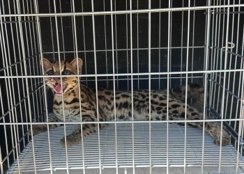 Polícia realiza resgate de felino ameaçado de extinção no Sul do ES