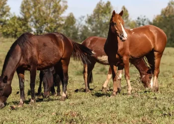 Ração contaminada mata 245 equinos em quatro estados