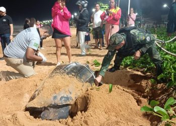 Tartaruga-gigante ameaçada de extinção é avistada em praia do ES