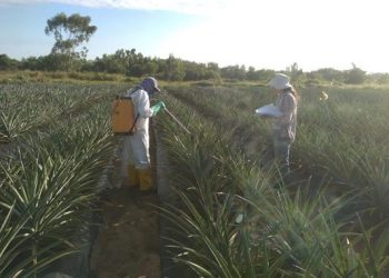 Tecnologia permite colher abacaxi em épocas de melhor preço no Espírito Santo