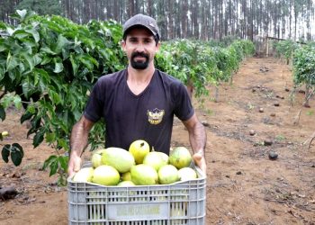 Arranjos Produtivos: municípios iniciam primeira colheita de maracujá