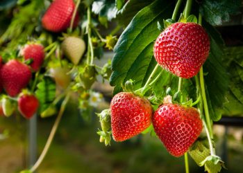 Popularização do ‘morango do amor’ chama atenção para força da produção capixaba