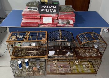 PM apreende 43 quilos de maconha, munições e aves silvestres em São Mateus