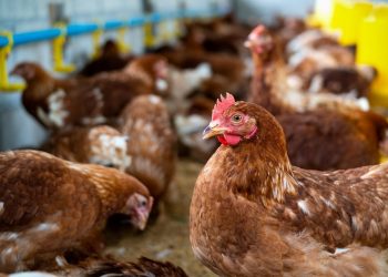 Espírito Santo celebra Dia da Avicultura com avanços na produção e comércio exterior