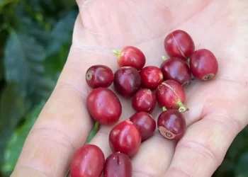 China habilita 183 empresas brasileiras a exportar café para o país