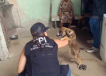 Dados reforçam a importância de medidas de proteção aos animais