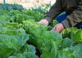 Primavera aumenta chuvas e temperaturas no Espírito Santo; veja impactos na agropecuária