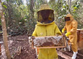 Com apoio da Ales, produção de mel avança em Mantenópolis