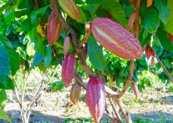 Prefeitura de Jaguaré promove curso de capacitação em produção de cacau