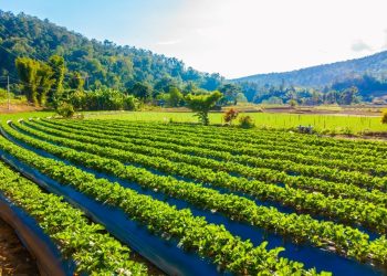 Dia Nacional da Agricultura celebra avanços e programas que fortalecem o agro capixaba