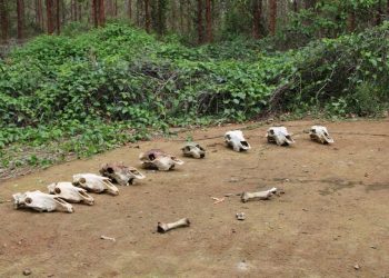 Polícia Científica informa sobre riscos do consumo de carne clandestina