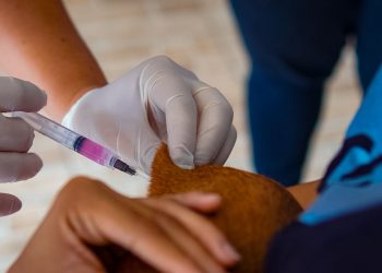 Boa Esperança realiza Dia D de Vacinação Antirrábica e já imuniza mais de 2.500 animais