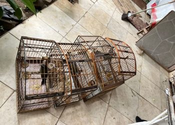 Polícia fecha rinha de galos e conduz responsáveis em cidade do ES