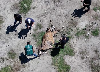 Operação flagra abatedouro clandestino com indícios de maus-tratos e crime ambiental no ES