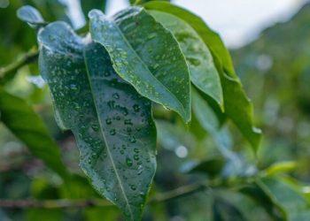Chuvas acima da média e temperaturas amenas favorecem lavouras capixabas em novembro