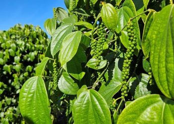 Pimenta-do-reino capixaba bate recorde de exportações em 2025