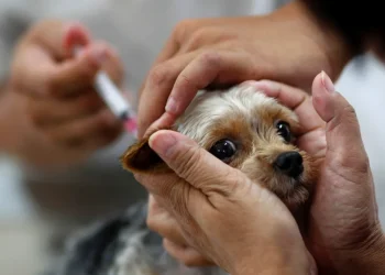 Nova Venécia supera meta de vacinação antirrábica animal e segue com novas ações
