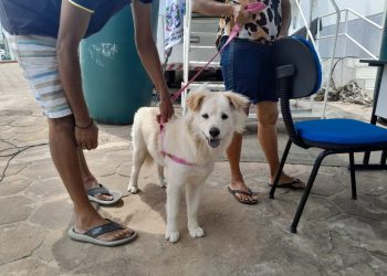Mutirão de castração atende mais 100 cães e gatos em Pinheiros