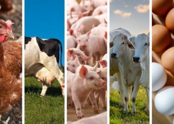 Produção animal no Espírito Santo tem alta no abate de aves e bovinos