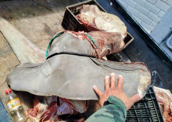 BPMA flagra esquartejamento de tubarão-martelo, espécie ameaçada de extinção, no Norte do ES