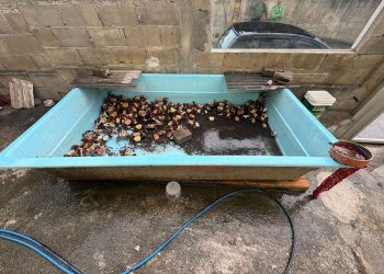 Polícia cumpre mandado por tentativa de homicídio em Anchieta e flagra crime ambiental