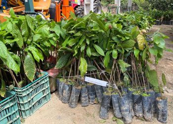 Projeto Arranjos Produtivos entrega mudas a agricultores de Guaçuí e Jerônimo Monteiro